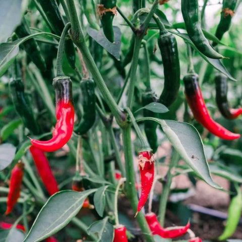 Veg chilli pepper seeds sow grow harvest Ireland
