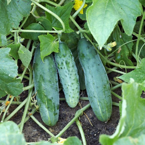 Veg cucumber seeds sow grow harvest Ireland