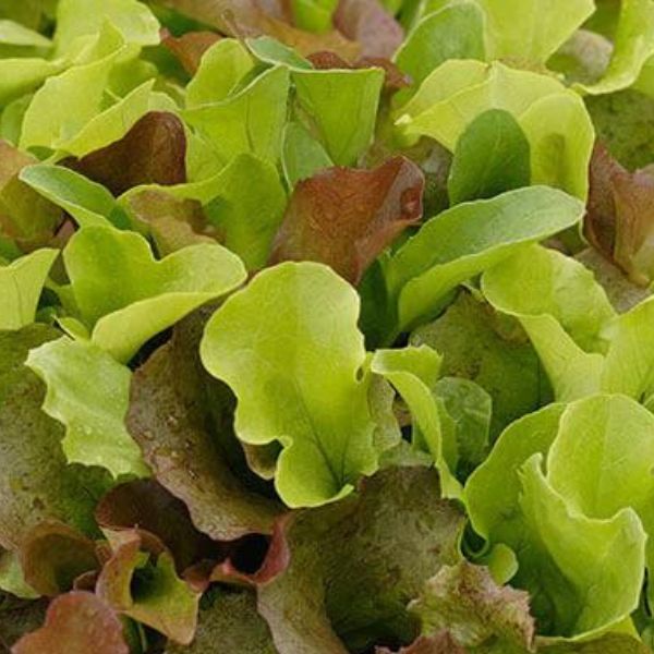Veg lettuce baby leaf seeds sow grow harvest Ireland