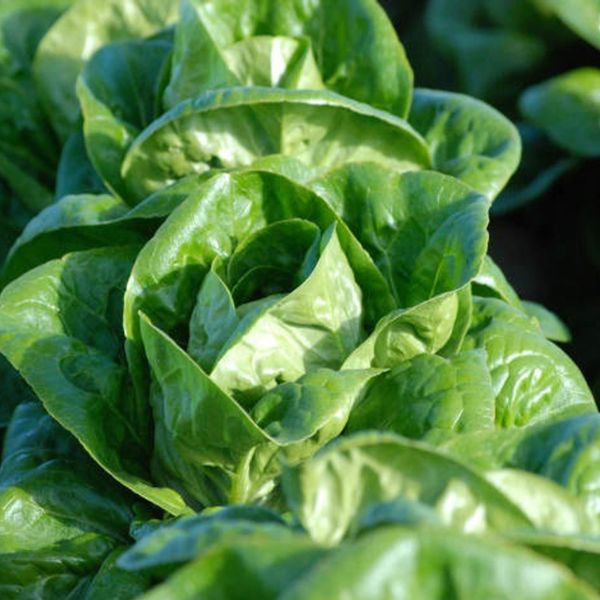 Veg lettuce little gem seeds sow grow harvest Ireland