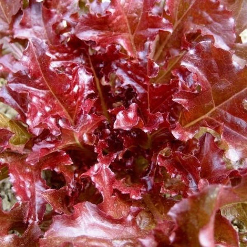 Veg lettuce red salad bowl seeds sow grow harvest Ireland