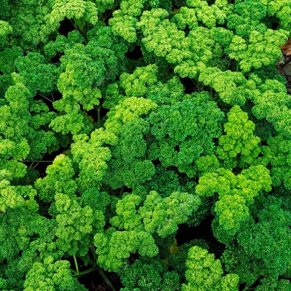 Veg parsley grune perle seeds sow grow harvest Ireland