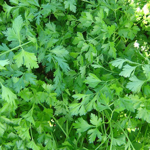 Veg parsley gigantic italian seeds sow grow harvest Ireland