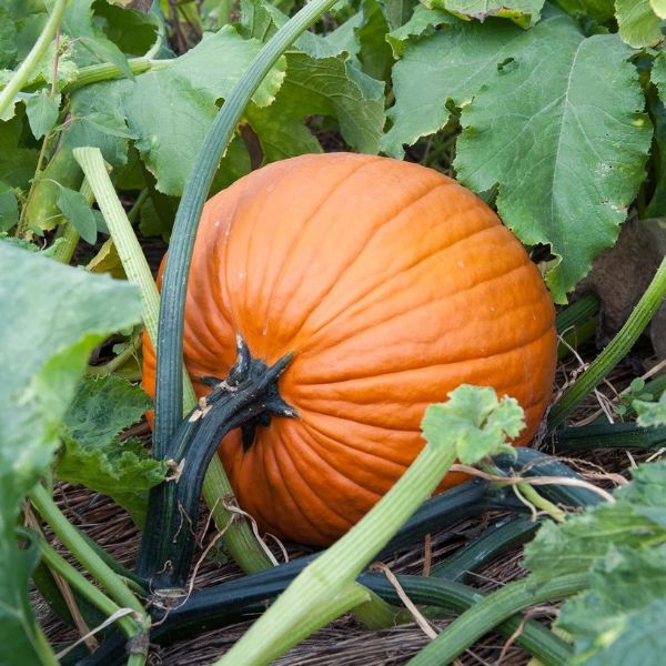 Veg pumpkin jack o lantern seeds sow grow harvest Ireland