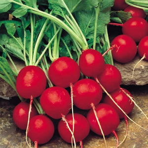 Veg radish saxa seeds sow grow harvest Ireland