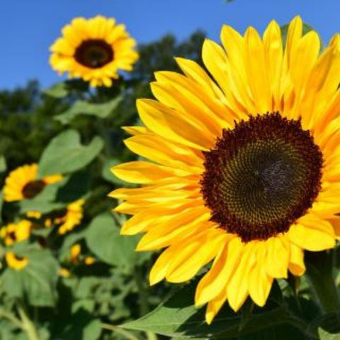 Veg sunflower giant seeds sow grow harvest Ireland