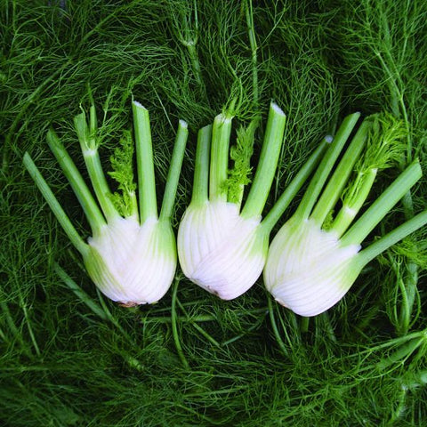 Veg fennel seeds sow grow harvest Ireland