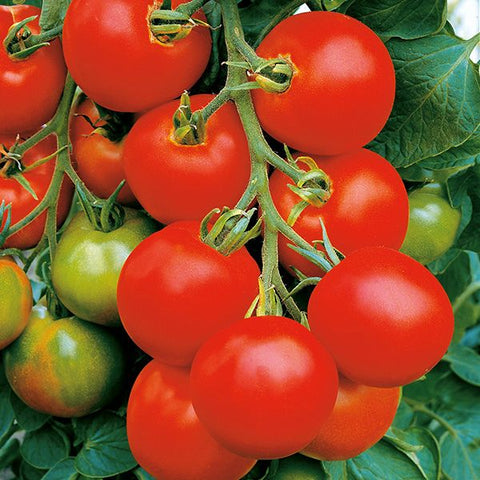 Veg maja tomatoes seeds sow grow harvest Ireland
