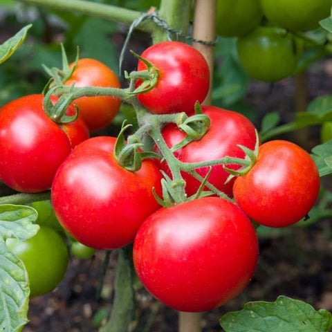 Veg moneymaker tomatoes seeds sow grow harvest Ireland