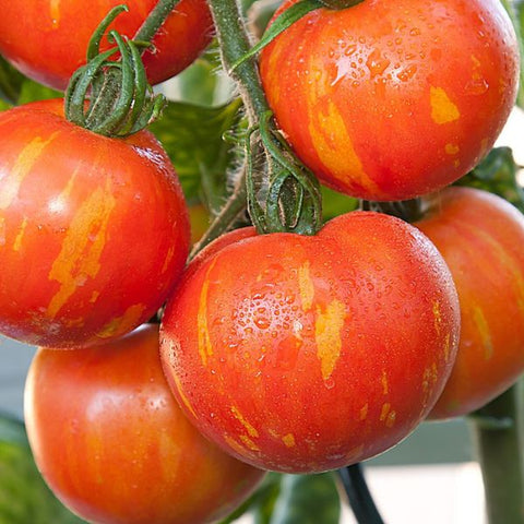 Veg tigerella tomatoes seeds sow grow harvest Ireland