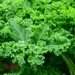 Kale seeds Ireland Veg sow grow harvest 
