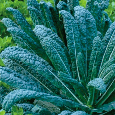 Kale seeds veg sow grow harvest seeds Ireland