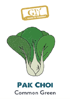 Pak Choi - Common Green