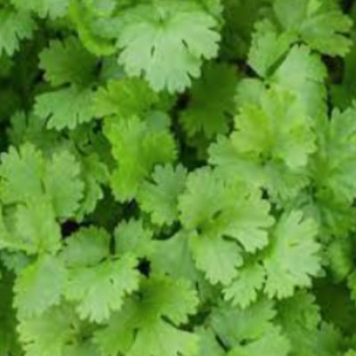 Coriander Seeds Slow Bolting