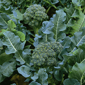 Broccoli, Calabrese 'Green Sprouting'