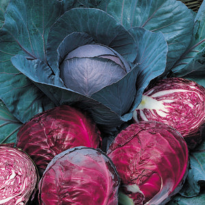 Cabbage 'Red Drumhead'