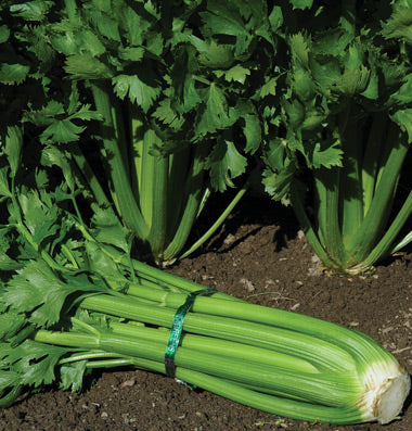 Celery Green Tall Utah