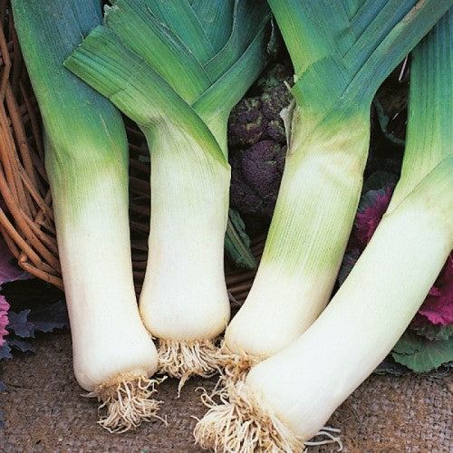 Leek Winter Giant