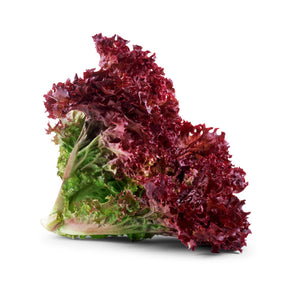Lettuce Lolla Rossa