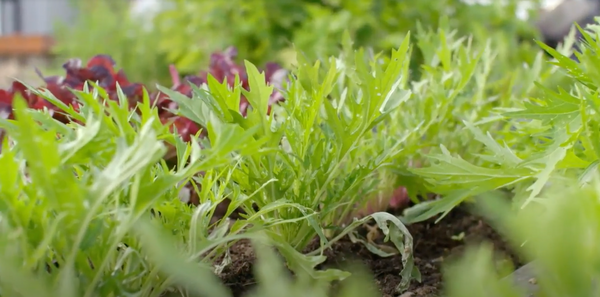 Grow Your Own Salads GROWBox