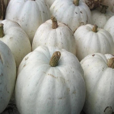 Squash Plovdivska