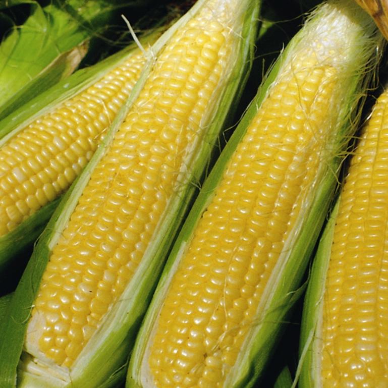 Sweetcorn Golden Bantam
