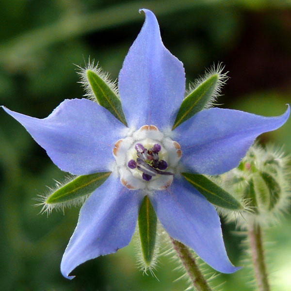 Borage Blue Flowered
