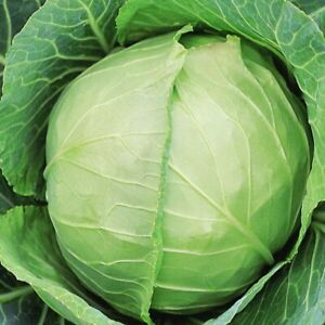 Cabbage "Kyose"