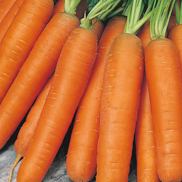 Carrot 'Early Nantes'