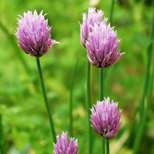 Chives Fine Leaved