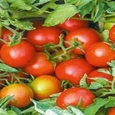 Tomato Bush Milana