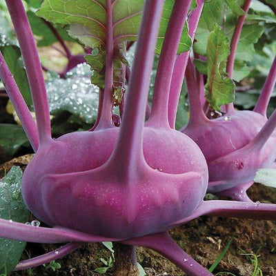Kohlrabi Purple Vienna