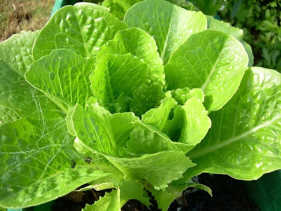 Lettuce Paris White