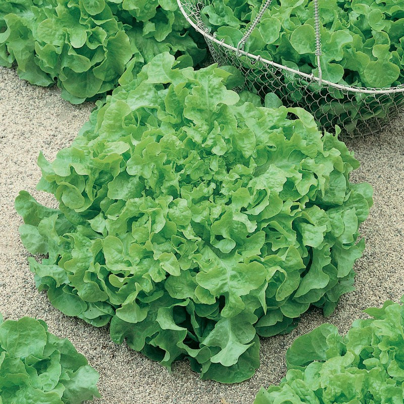 Lettuce Green Salad Bowl